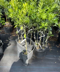 Hamlin orange tree (Free Shipping)