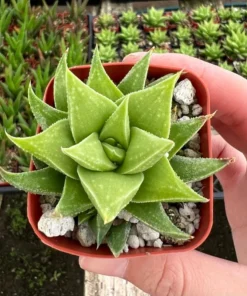 Haworthia Angustifolia Baylissii Succulent 2.5