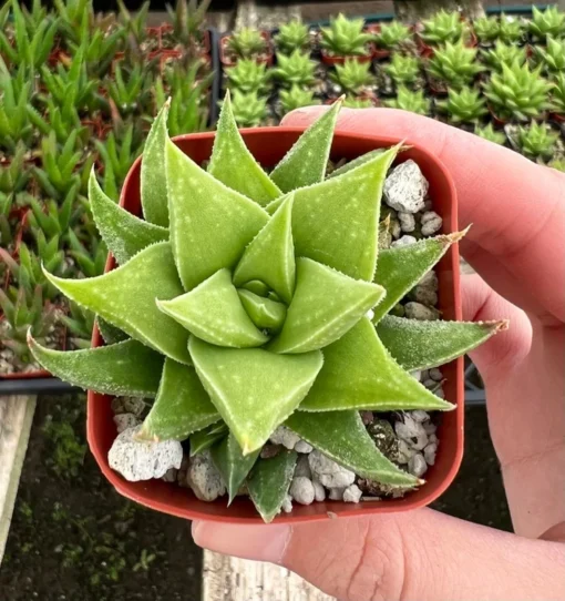 Haworthia Angustifolia Baylissii Succulent 2.5" Pot Indoor Plant