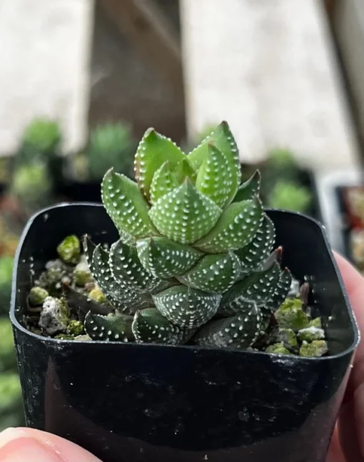 Haworthia Coarctata | Succulent Plant | Rooted Plant