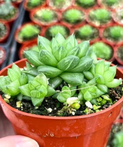 Haworthia Marumiana var. Batesiana Bayer 2”, 4”pot Indoor Plant