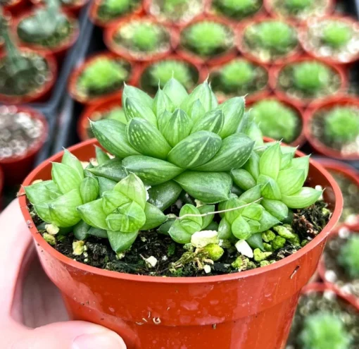 Haworthia Marumiana var. Batesiana Bayer 2”, 4”pot Indoor Plant