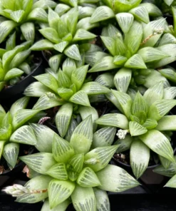 Haworthia Retusa with Pups Live Succulent Plant 2" or 4" Pot