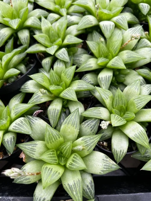 Haworthia Retusa with Pups Live Succulent Plant 2" or 4" Pot