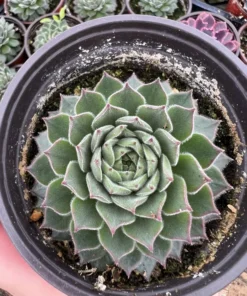 Hen and Chicks, Houseleeks Fire Dragon, Live potted succulent in 2'', 4'' pot