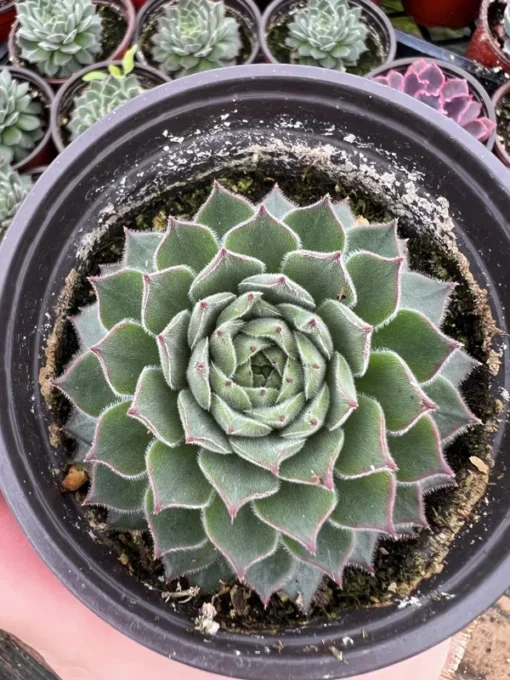 Hen and Chicks, Houseleeks Fire Dragon, Live potted succulent in 2'', 4'' pot