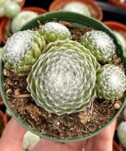 Hen and Chicks, Sempervivum, Rooted Succulent, Live Plant in 2