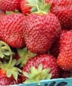 Honeoye Junebearing Strawberry Plants Lot of 10 - Disease-Resistant, High Yield