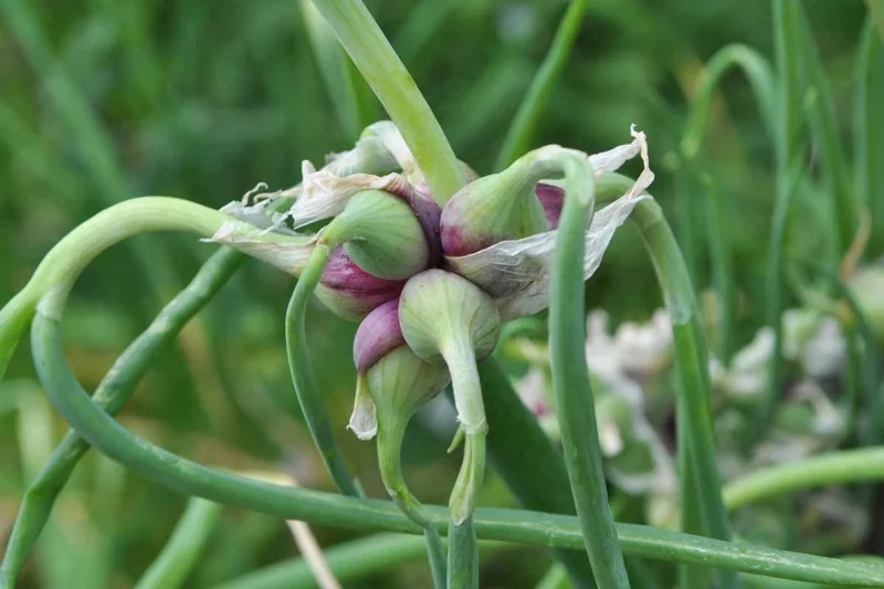 How to Grow Egyptian Walking Onions by Bulbils: A Beginner’s Guide