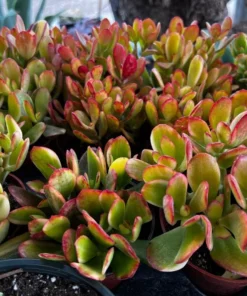 Hummel's Sunset, Crassula Ovata, Golden Jade Plant, Colorful Houseplant, Rooted Succulent in 4'' pot