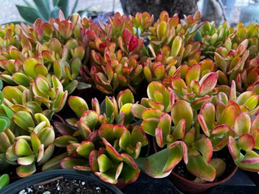 Hummel's Sunset, Crassula Ovata, Golden Jade Plant, Colorful Houseplant, Rooted Succulent in 4'' pot