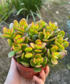 Jade Plant (Crassula Ovata) - 4'' Pot - Live Succulent