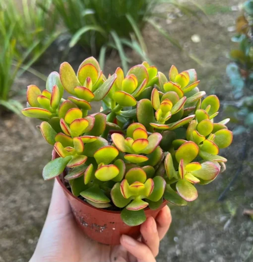 Jade Plant (Crassula Ovata) - 4'' Pot - Live Succulent