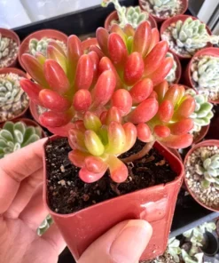 Jelly Bean Plant Sedum Rubrotinctum Live Succulent 2