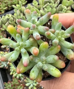 Jelly Beans, Sedum Pachyphyllum Rose, Live Succulent In 2", 4'' Pot