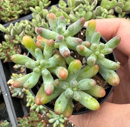 Jelly Beans, Sedum Pachyphyllum Rose, Live Succulent In 2", 4'' Pot