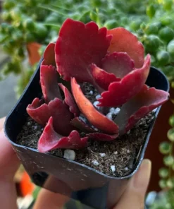 Kalanchoe Longiflora Coccinea Succulent 2