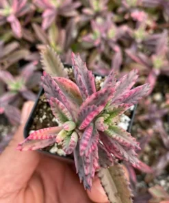 Kalanchoe Pink Butterfly Succulent 2''/4'' Pot - Variegated Live Plant