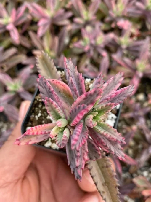 Kalanchoe Pink Butterfly Succulent 2''/4'' Pot - Variegated Live Plant