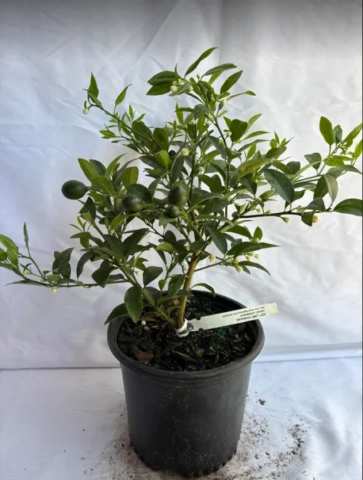 Key Bush Lime Tree – 1 Gallon Pot – Compact Citrus Tree for Gardens & Containers