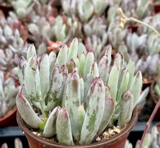 Lady Fingers Succulent Live Plant 4" Pot Blue-Green Cotyledon Orbiculata