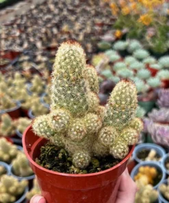 Ladyfinger Cactus Cluster 4-6 Inch Pot Succulent Plant - Mammillaria Elongata