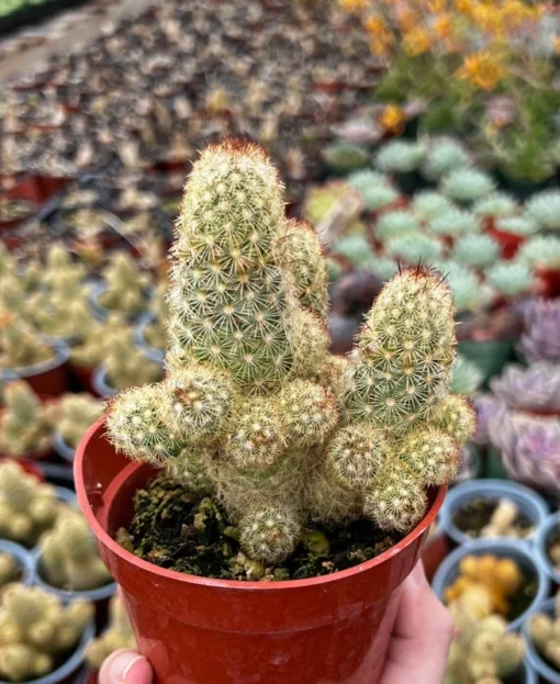 Ladyfinger Cactus Cluster 4-6 Inch Pot Succulent Plant - Mammillaria Elongata