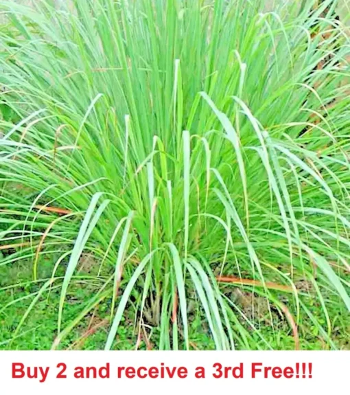 Lemongrass 300+ Seeds Lemon Grass Mosquito Deterrent - Grass Seeds For Lawn