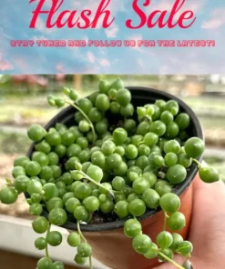 Limited Offer: 4'' String of Pearls, Cute Succulent Gift