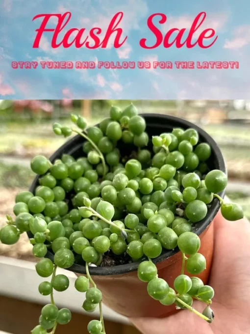 Limited Offer: 4'' String of Pearls, Cute Succulent Gift