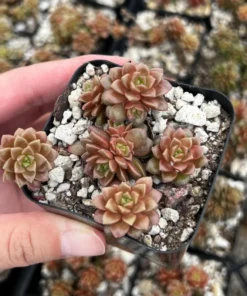 Little Gem Cremnosedum Succulent 2 Inch Pot - Easy Care Succulent