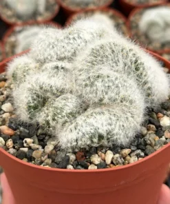 Mammillaria Baumii Crest - Rare White Brain Cactus 6