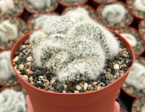 Mammillaria Baumii Crest - Rare White Brain Cactus 6" Pot