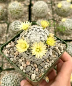 Mammillaria Duwei Cactus Live Plant 3