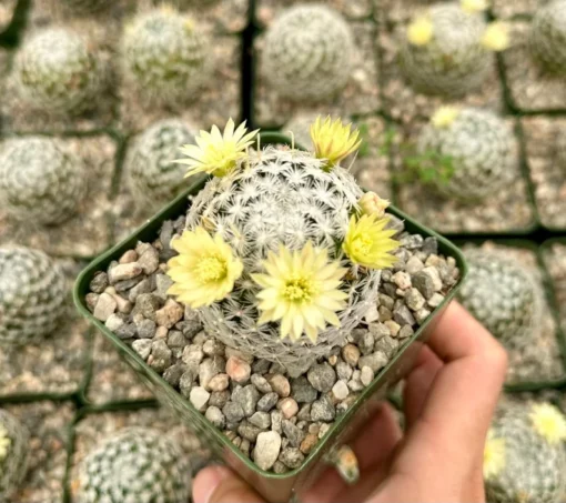 Mammillaria Duwei Cactus Live Plant 3" Pot Rare Succulent