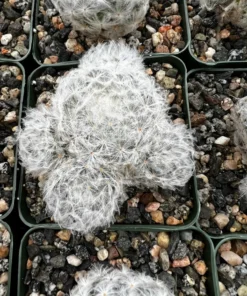 Mammillaria Plumosa Feather Cactus 3.5