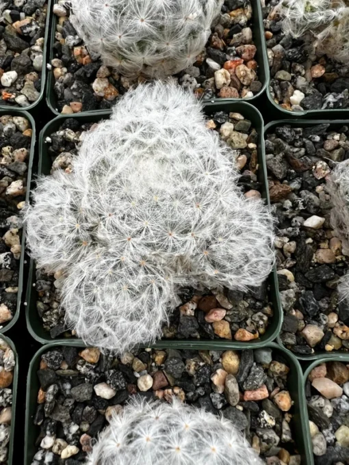 Mammillaria Plumosa Feather Cactus 3.5" Pot White Furry Cactus Rare Succulent