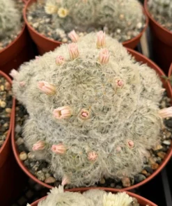 Mammillaria Plumosa Feather Cactus 6" Pot White Furry Cactus Rare Succulent