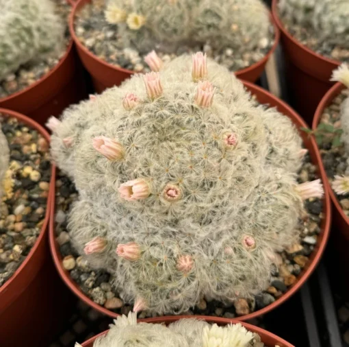 Mammillaria Plumosa Feather Cactus 6" Pot White Furry Cactus Rare Succulent