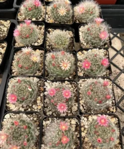 Mammillaria Schwarzii Cactus - Blooming Cactus, 2.5 & 4 inch Pots, Pink Flowers