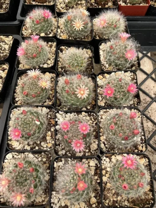 Mammillaria Schwarzii Cactus - Blooming Cactus, 2.5 & 4 inch Pots, Pink Flowers