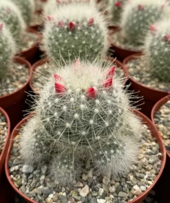 Mammillaria Senilis, Feather Cactus, Rare cactus in 3