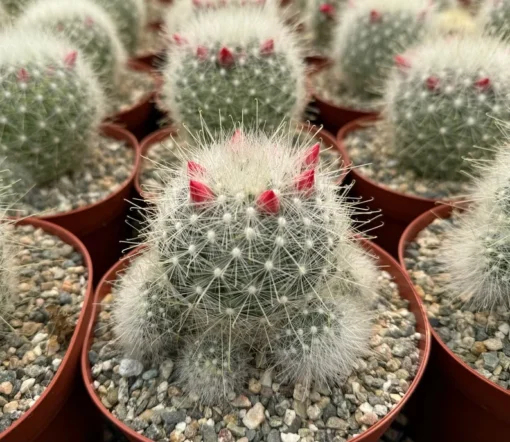 Mammillaria Senilis, Feather Cactus, Rare cactus in 3", 6" pot