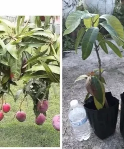 Mango Live Tropical Fruit Tree 14”- 25” Grafted Mango Tree