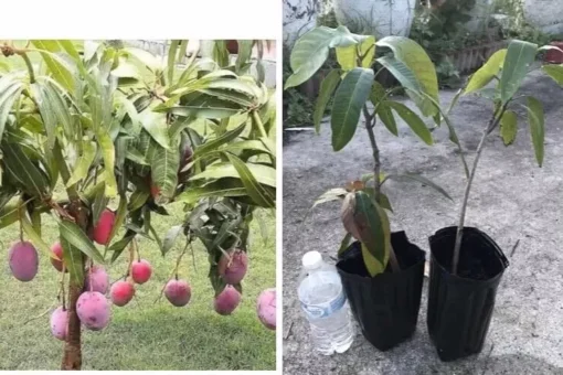 Mango Live Tropical Fruit Tree 14”- 25” Grafted Mango Tree