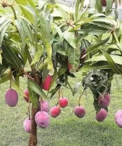 Mango Live Tropical Fruit Tree 7”- 9” in The Pot / Seeding Mango Live Plant