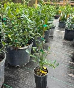 Meiwa Kumquat Tree (2 Feet Tall)