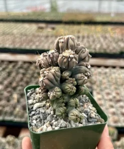 Ming Thing Cactus - Cereus Forbesii Monstrose - Rare Cactus - 2.5