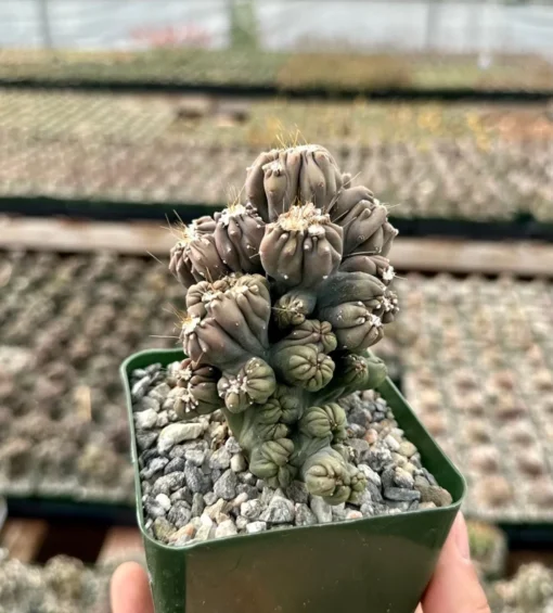 Ming Thing Cactus - Cereus Forbesii Monstrose - Rare Cactus - 2.5