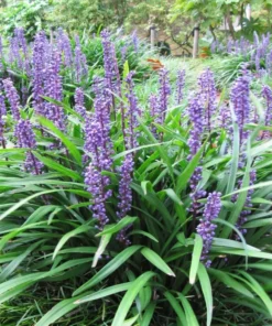 Monkey Grass Liriope Muscari - 50 Seeds